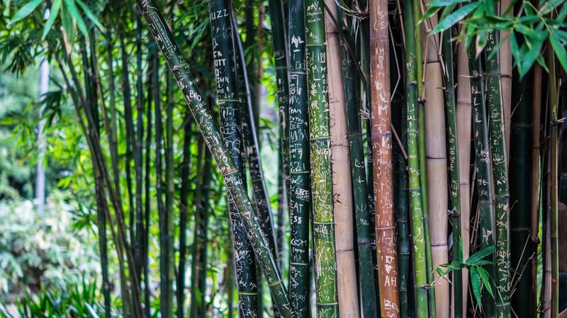 Bamboo Products