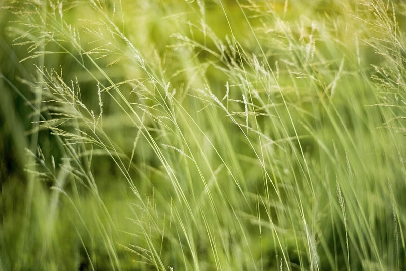Green Living Creations